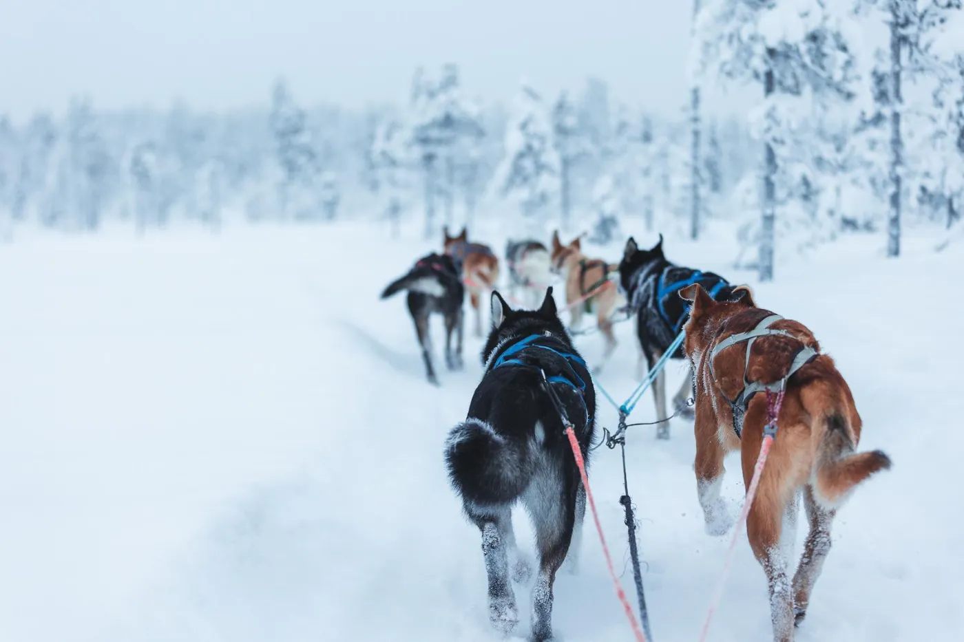 Dog sledding