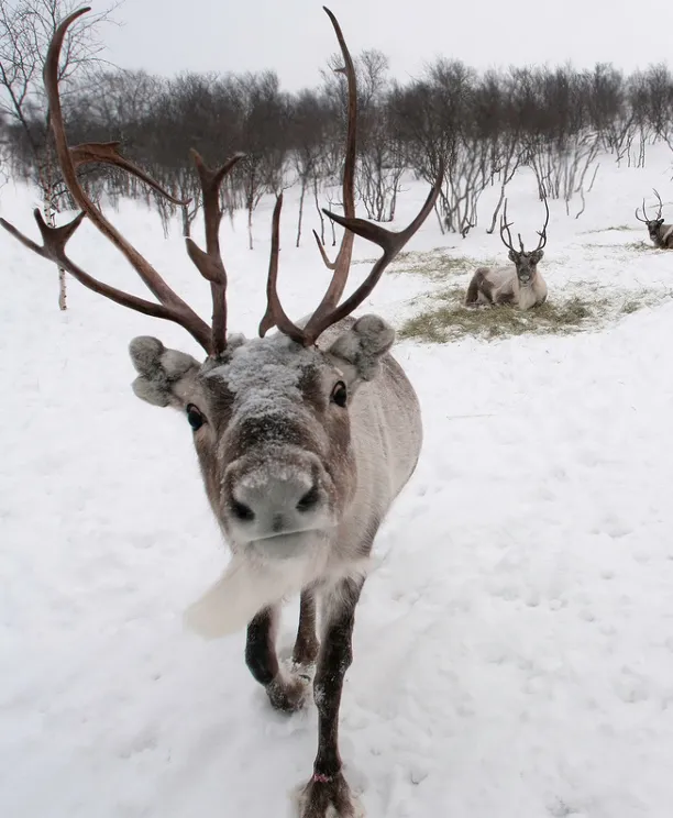 Reindeer farm
